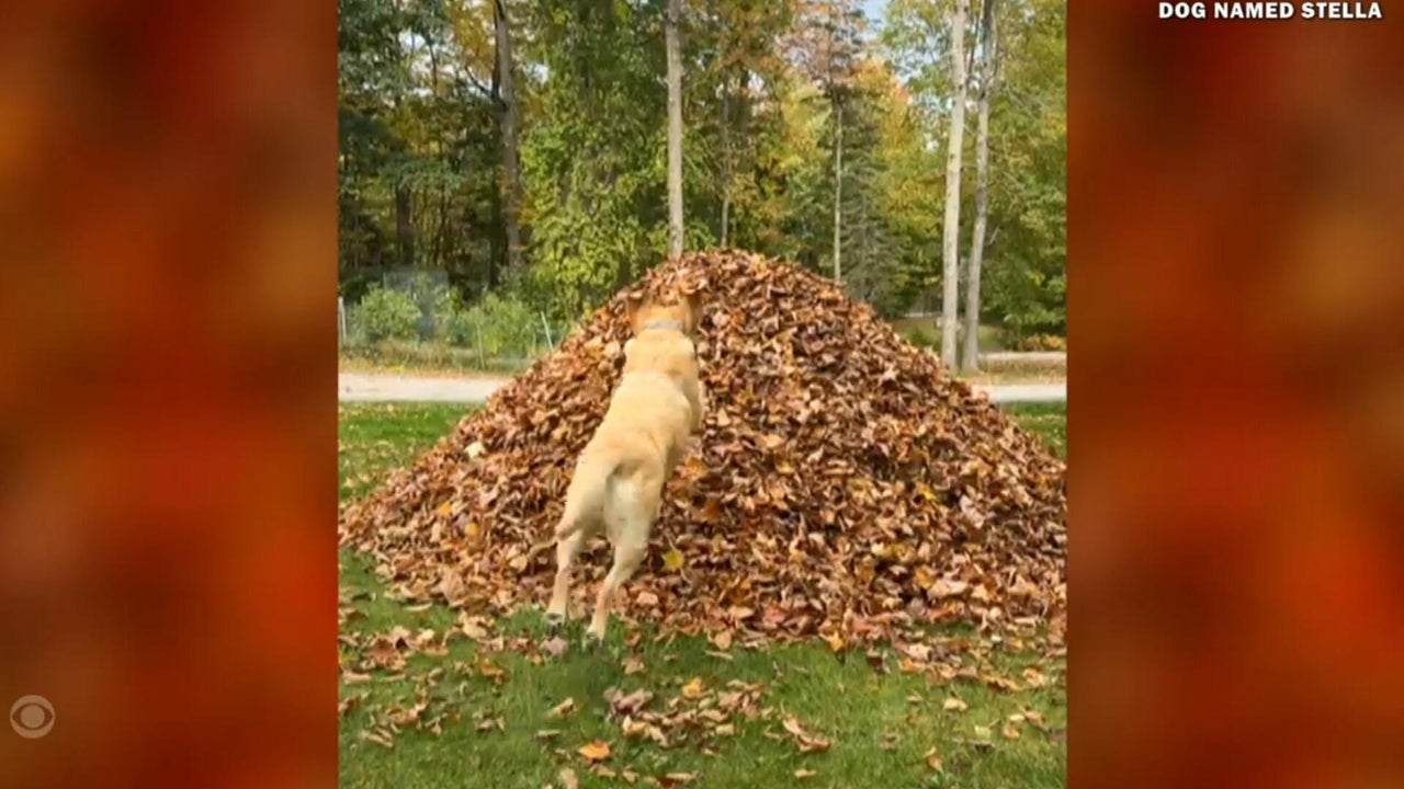 Yellow labs make first leaf pile jump of this fall season