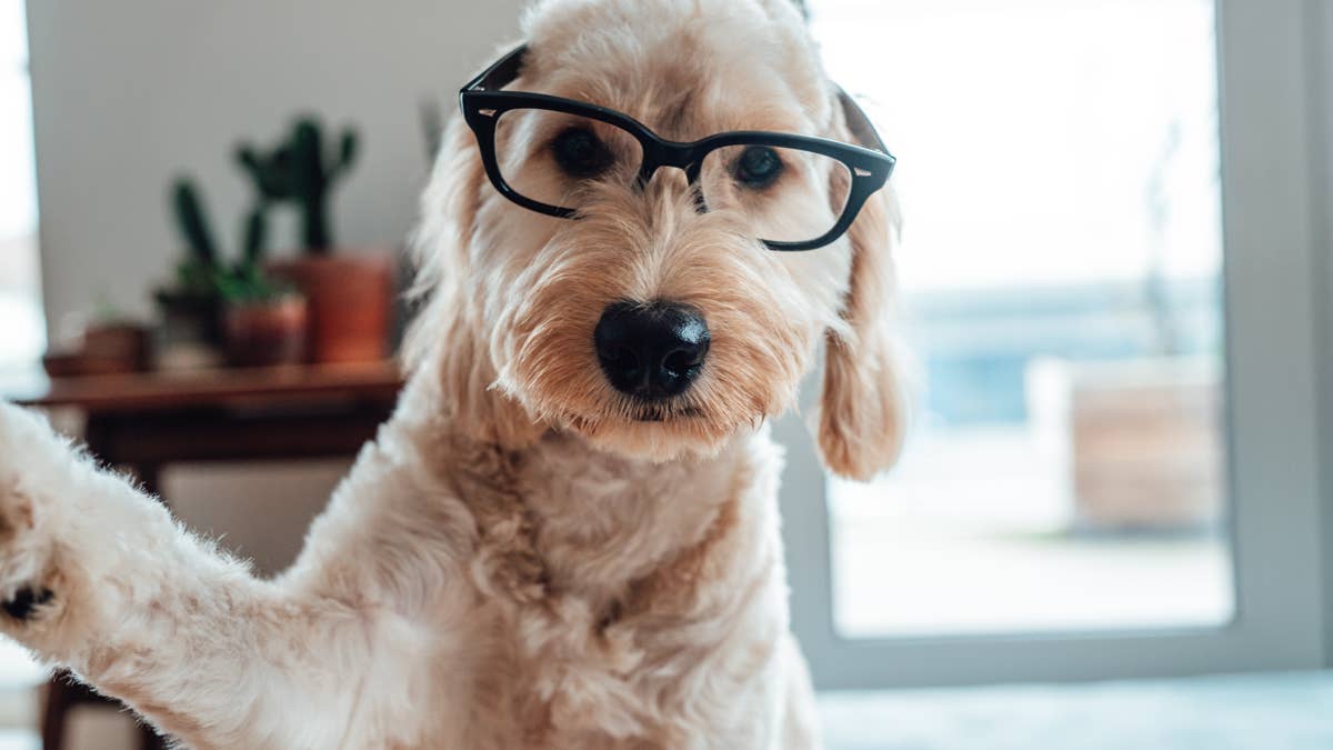 Your dog doesn't need another toy—unfortunately, dog math says otherwise