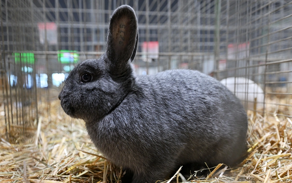 Pet rabbit care tips every new owner needs
