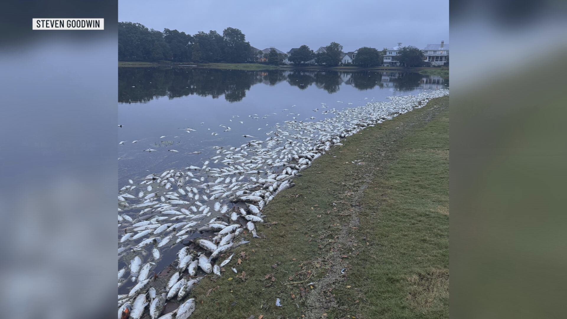 Thousands of fish dead in SC lake; state blames low oxygen