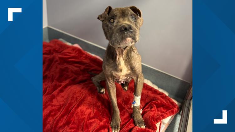 'We want to help the animals' | What led to the arrest of a Milam County animal rescue owner