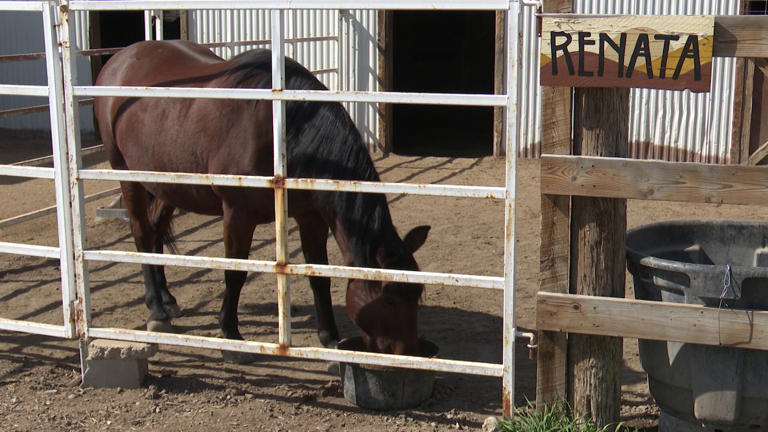 Deaf horse wins agility competition with help of hand signals