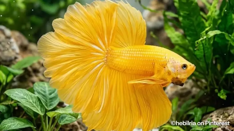 Betta fish vs. guppies: Which colorful breed is truly best for beginners?