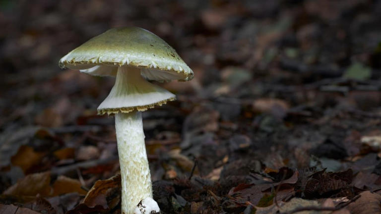 Death Cap Mushroom: Deadliest Mushroom In World That Can Kill With Just ...