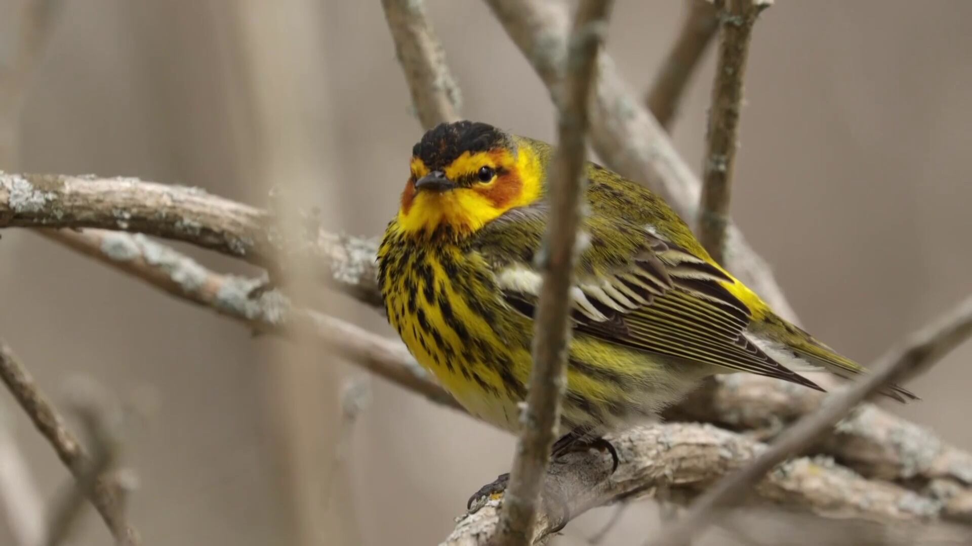Moment of science: Using thermal imaging to track birds flying by night
