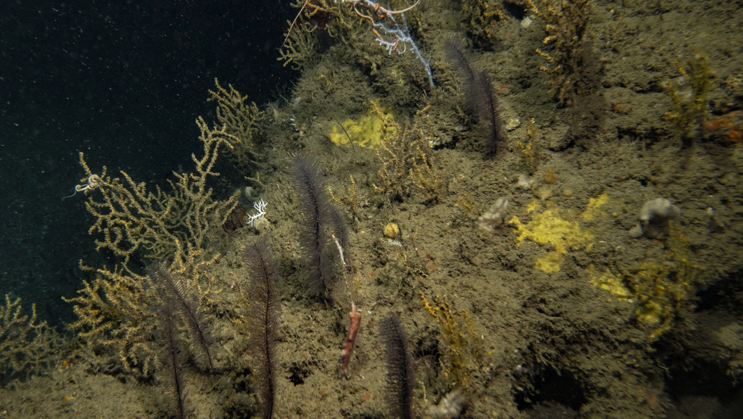 Exploring the hidden depths of Earth's oceans
