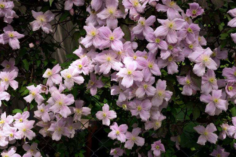 8 large plants that make a small garden feel bigger – from olive trees ...