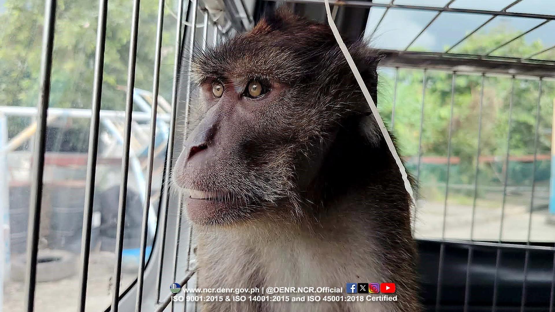 Macaque rescued from animal impound in Muntinlupa City — DENR