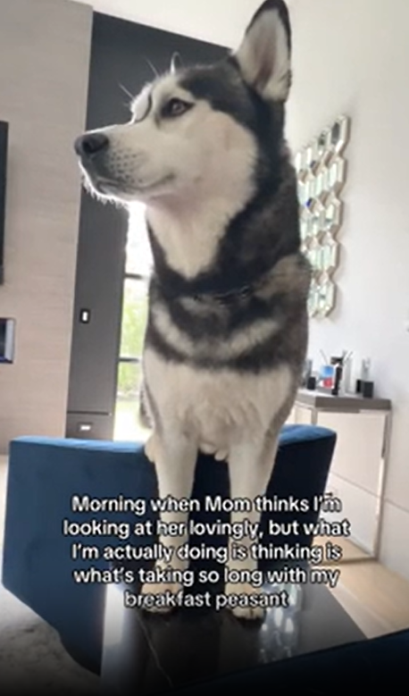 My husky’s daily morning routine from start to finish