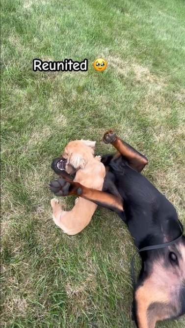Small dog, big personality, adorable puppy moment