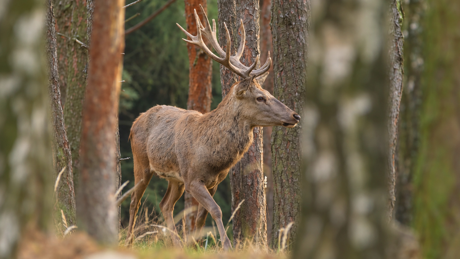 Red deer stag moves between trees in hidden camera footage
