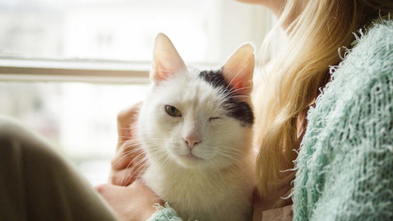 Your cat blinks slowly at you for a reason. Researchers found that ...