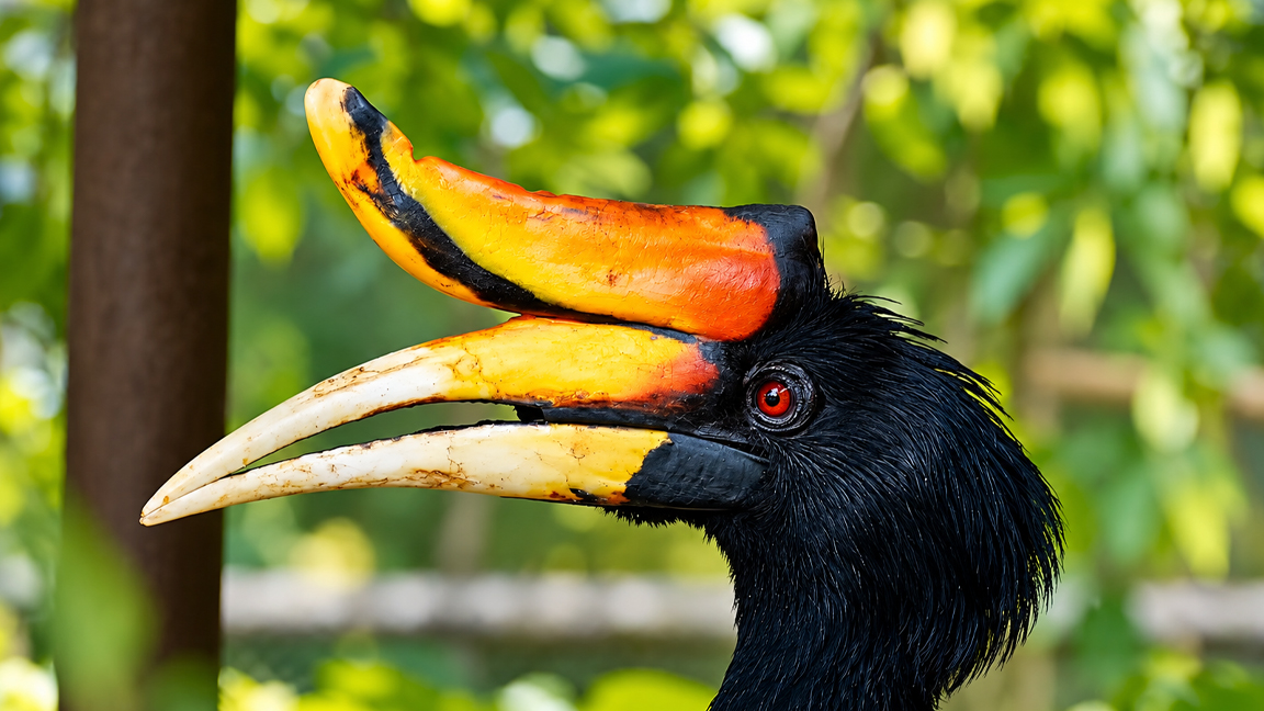 Meet the bird with a crown bigger than its beak