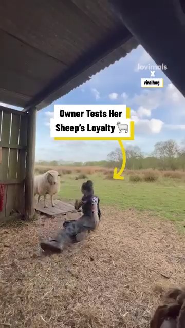 Farmer tests her sheep's loyalty