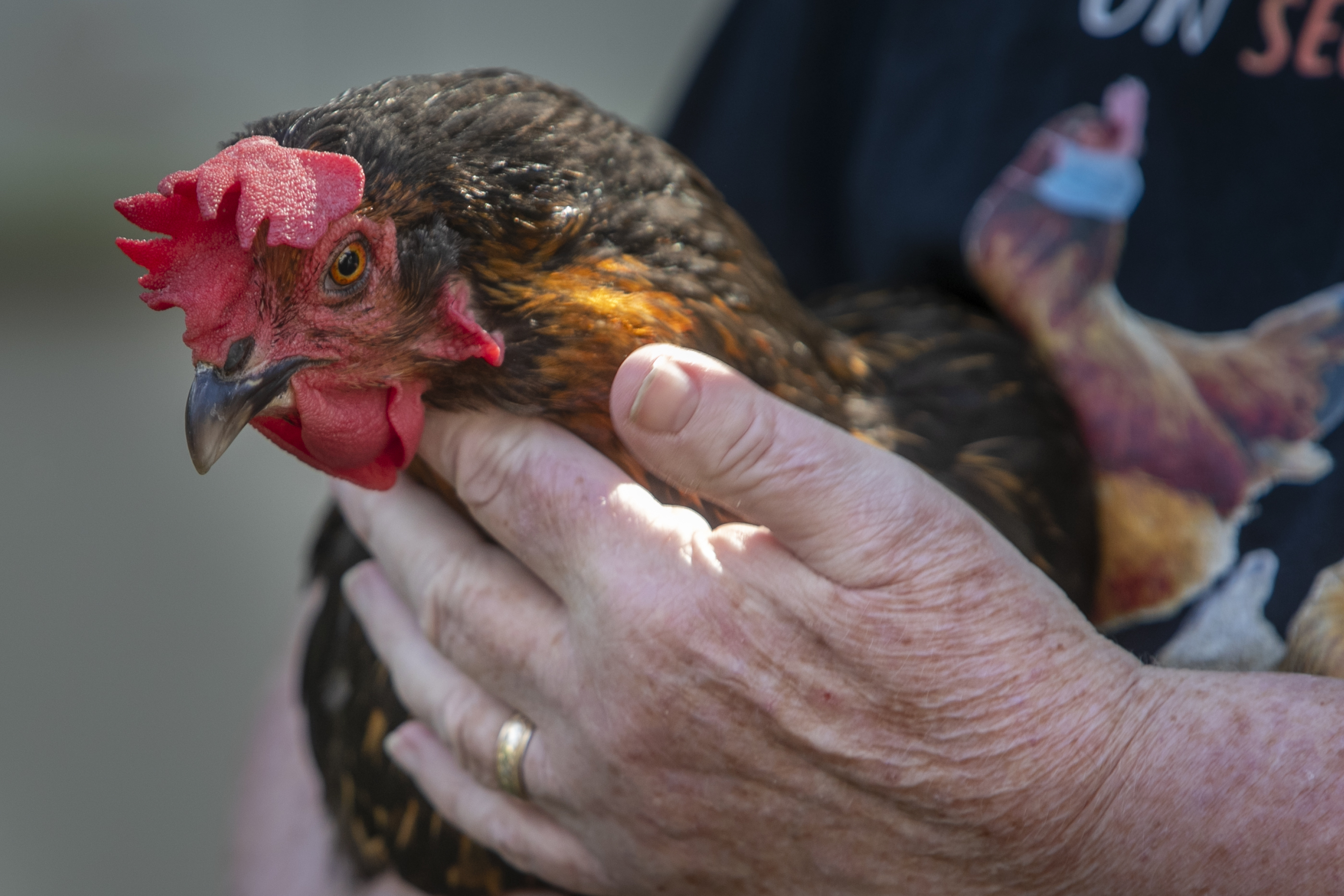 A new pecking order: Collingswood will allow backyard chickens after ...