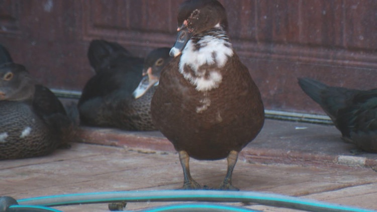 Hundreds of invasive ducks have taken over a Katy-area neighborhood. What happens next?