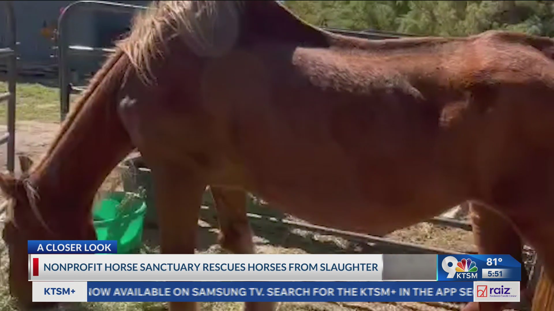 NM horse sanctuary welcomes 4 horses after rescue effort