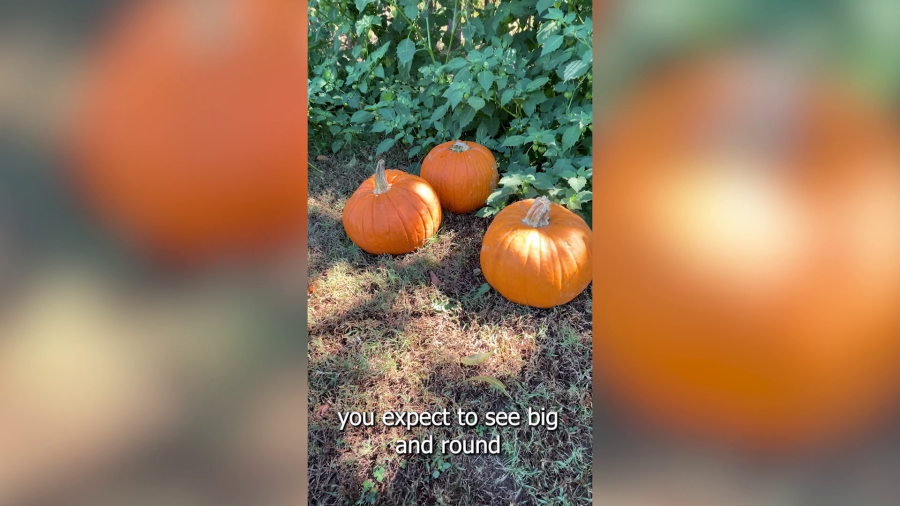Intense heat and prolonged drought impacts Arkansas pumpkin patches