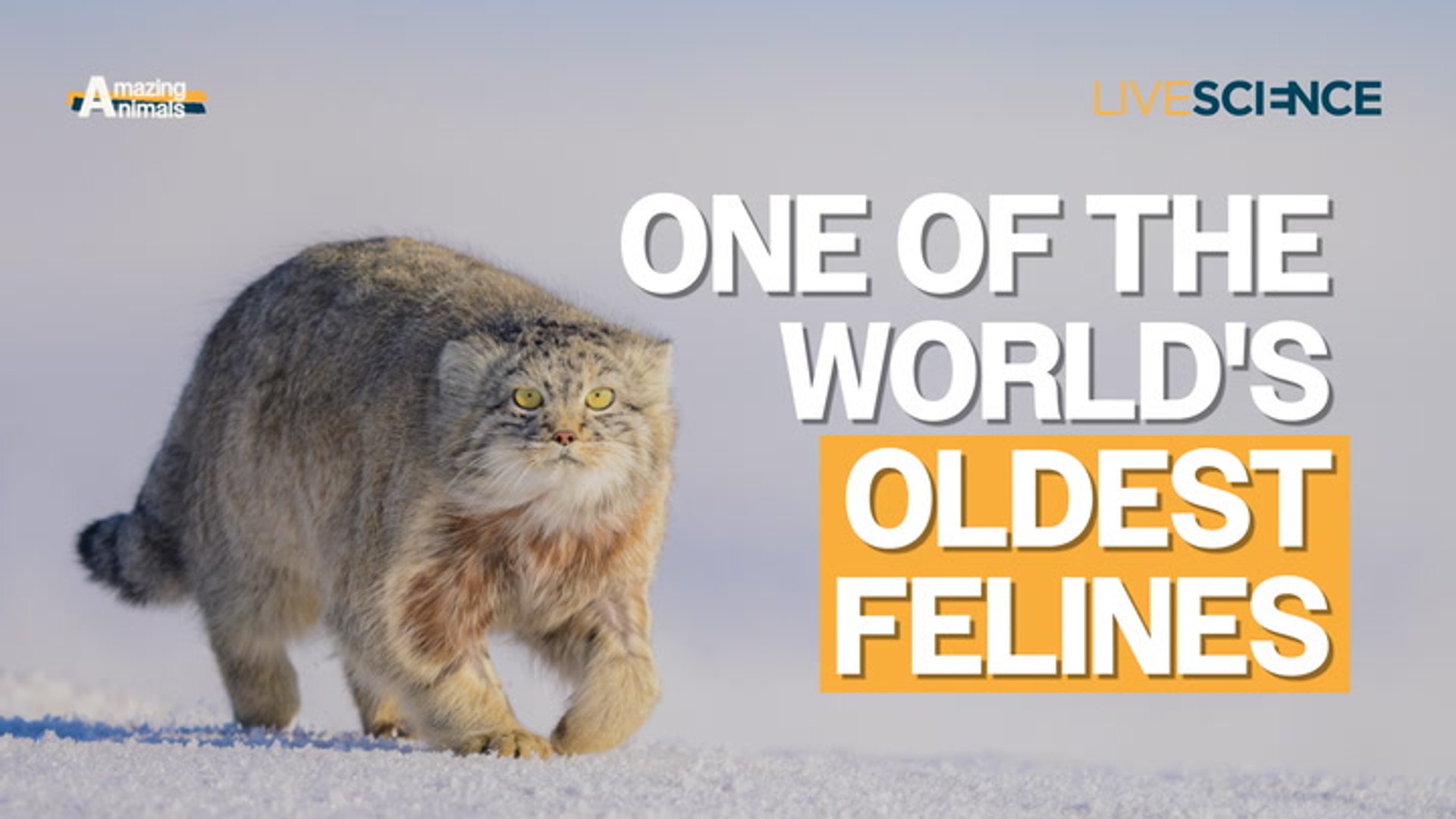 Pallas's cat: One of the world's oldest felines | Amazing animals