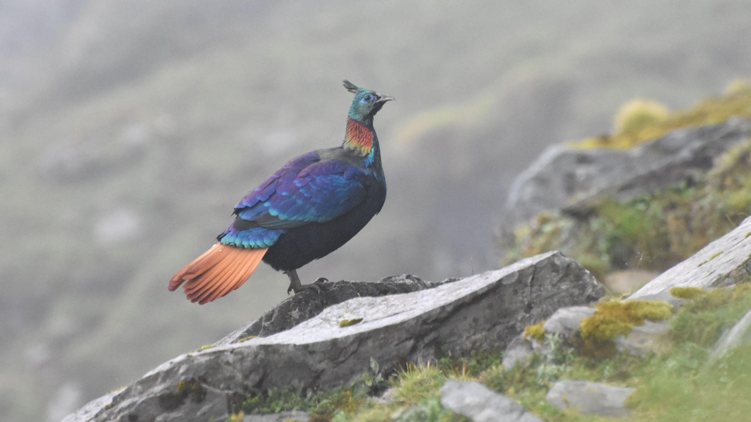 A beautiful Himalayan bird is changing its voice due to human activity ...