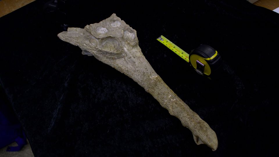 Scientists name ancient crocodile species found in rock that built the ...