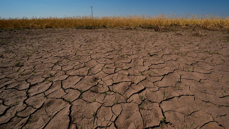 Indian agriculture’s polycrisis moment