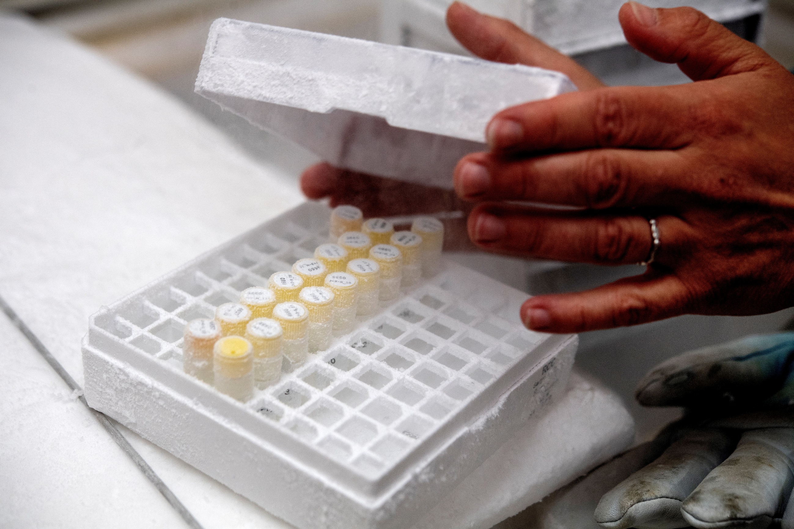Ocean acidification strips phytoplankton of phosphorus; evolution ...