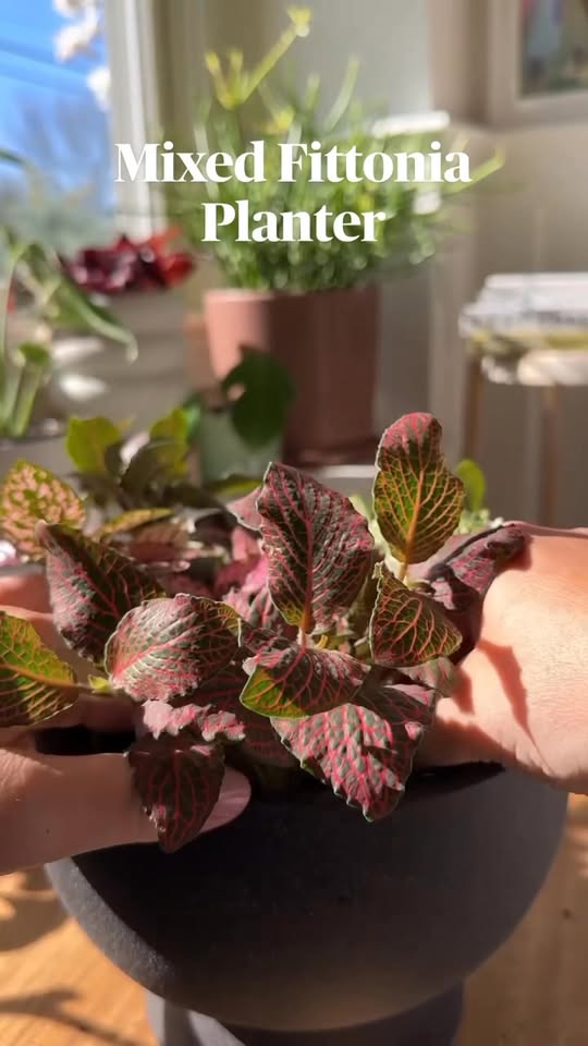 Simple plant combinations for a more vibrant garden