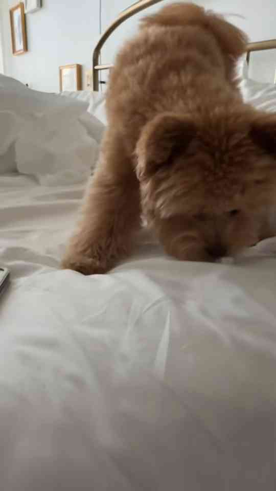 Tiny Pomapoo puppy with a heart full of love