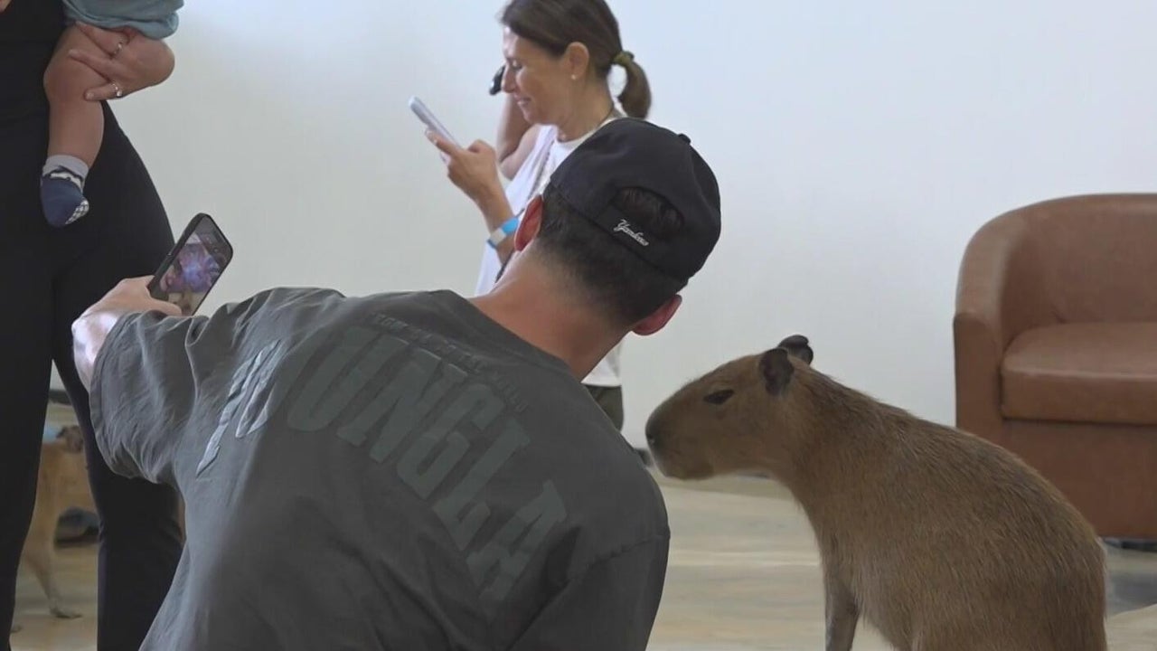 New capybara cafe in Fort Lauderdale faces closure calls from PETA