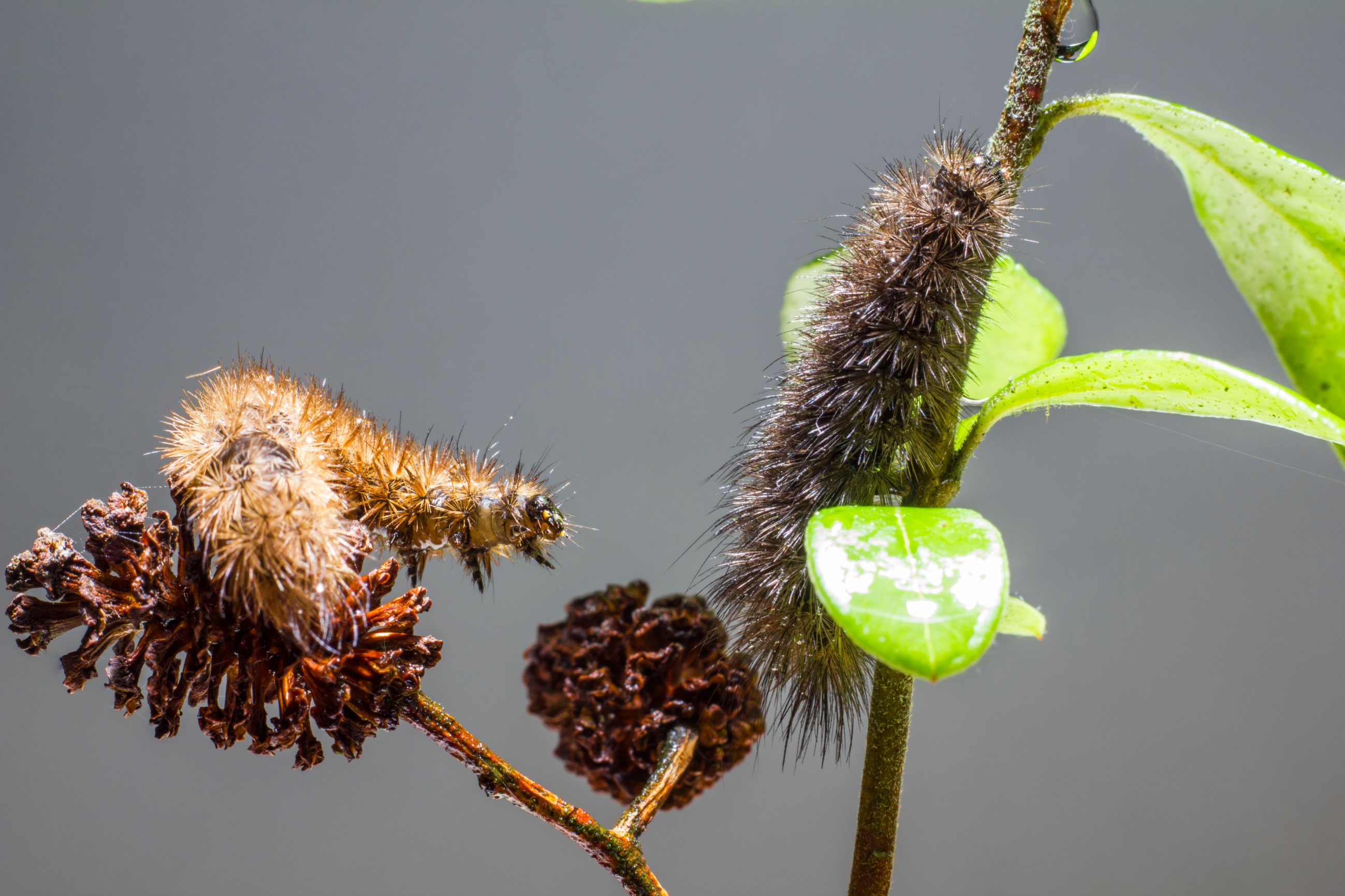 Subarctic caterpillars rewrote cloud-seeding chemistry; Arctic models ...