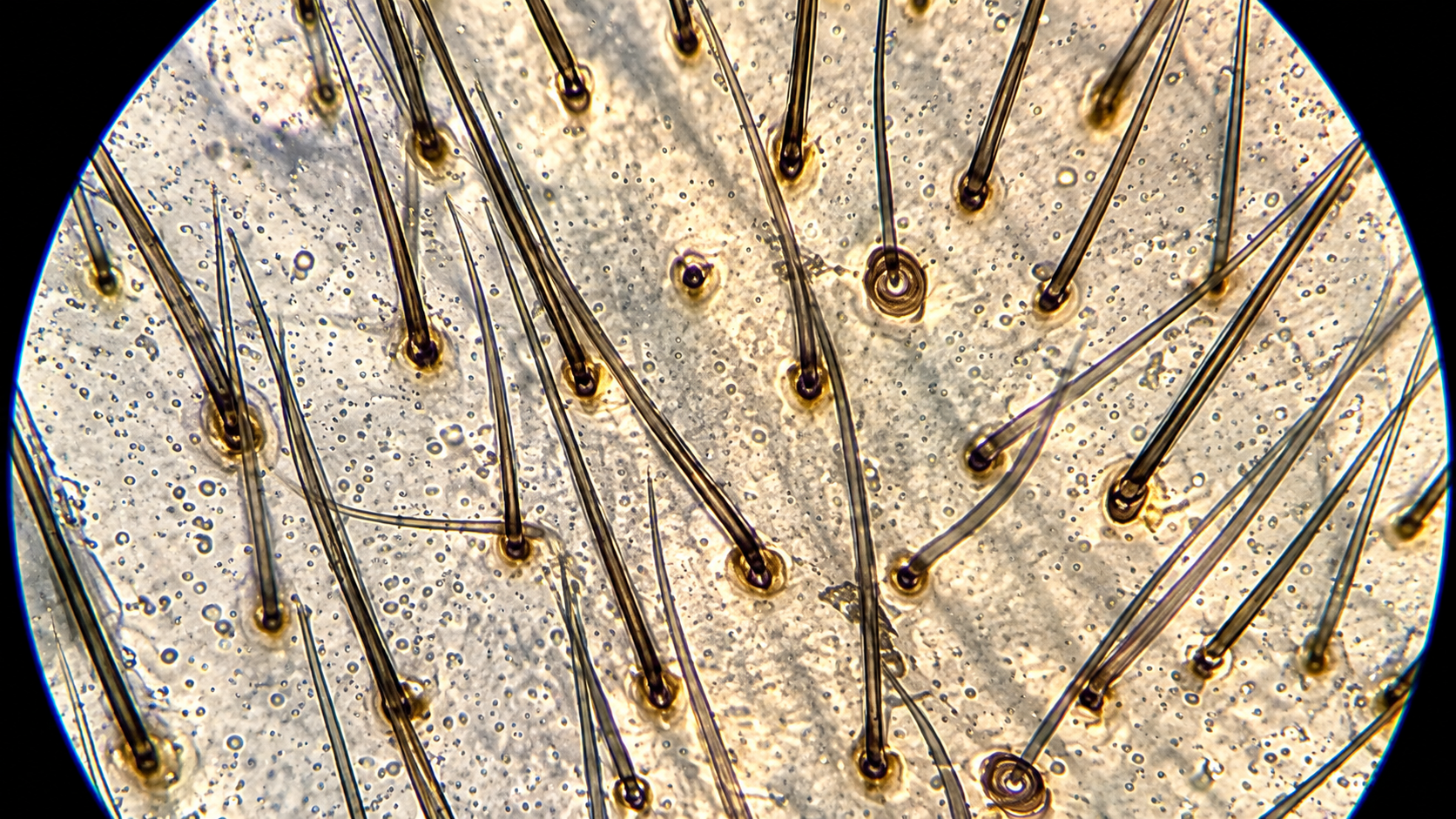 Tiny organisms uncover remarkable details invisible to the naked eye