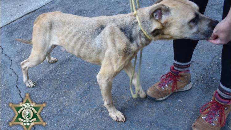 30 dogs seized from Whatcom County rescue after deputies discover extremely poor conditions