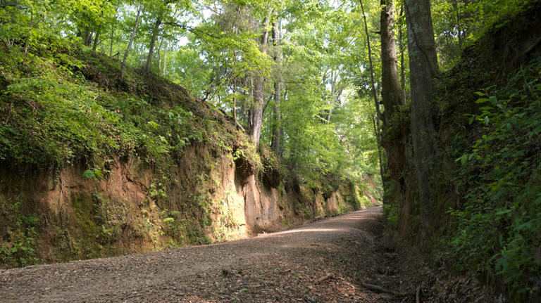 Louisiana's scenic forest right outside Baton Rouge is packed with ...