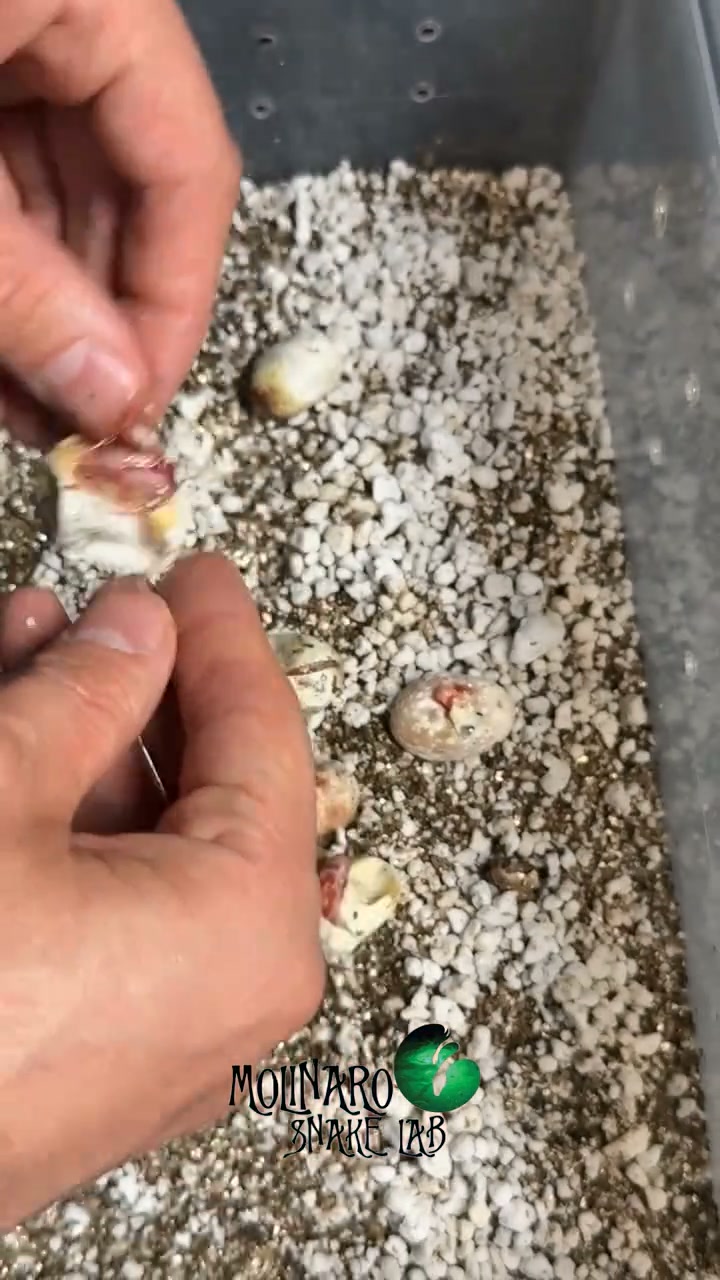 Hatching corn snakes from start to finish! Full video!