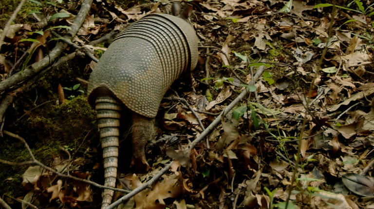 Louisiana's scenic forest right outside Baton Rouge is packed with ...