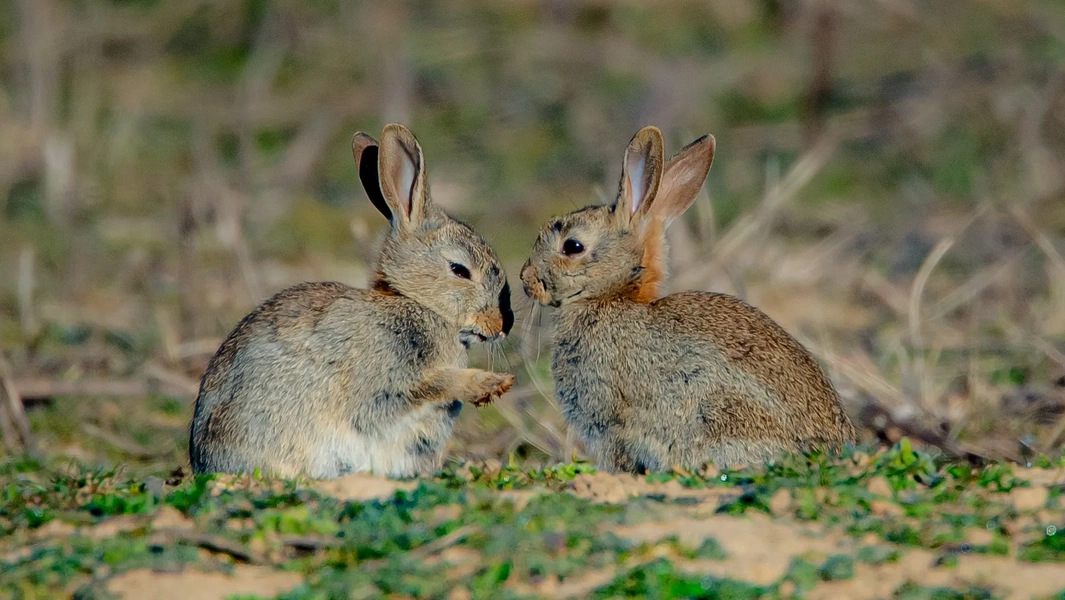 Pet rabbit care tips every new owner needs