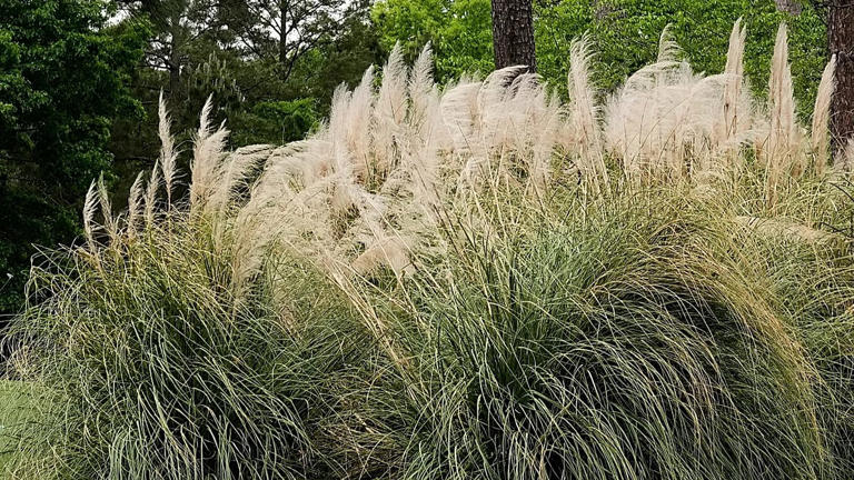 Une plante invasive étend son territoire et prolonge la saison des ...