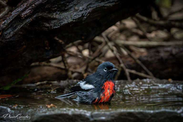 Rare mountain bird makes surprising detour to Southeast Texas coast