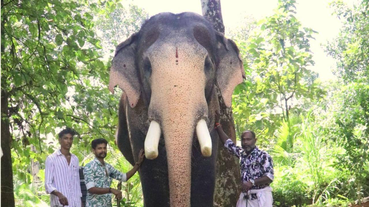 Kerala is mourning the death of its beloved elephant, Pallattu Brahmadathan