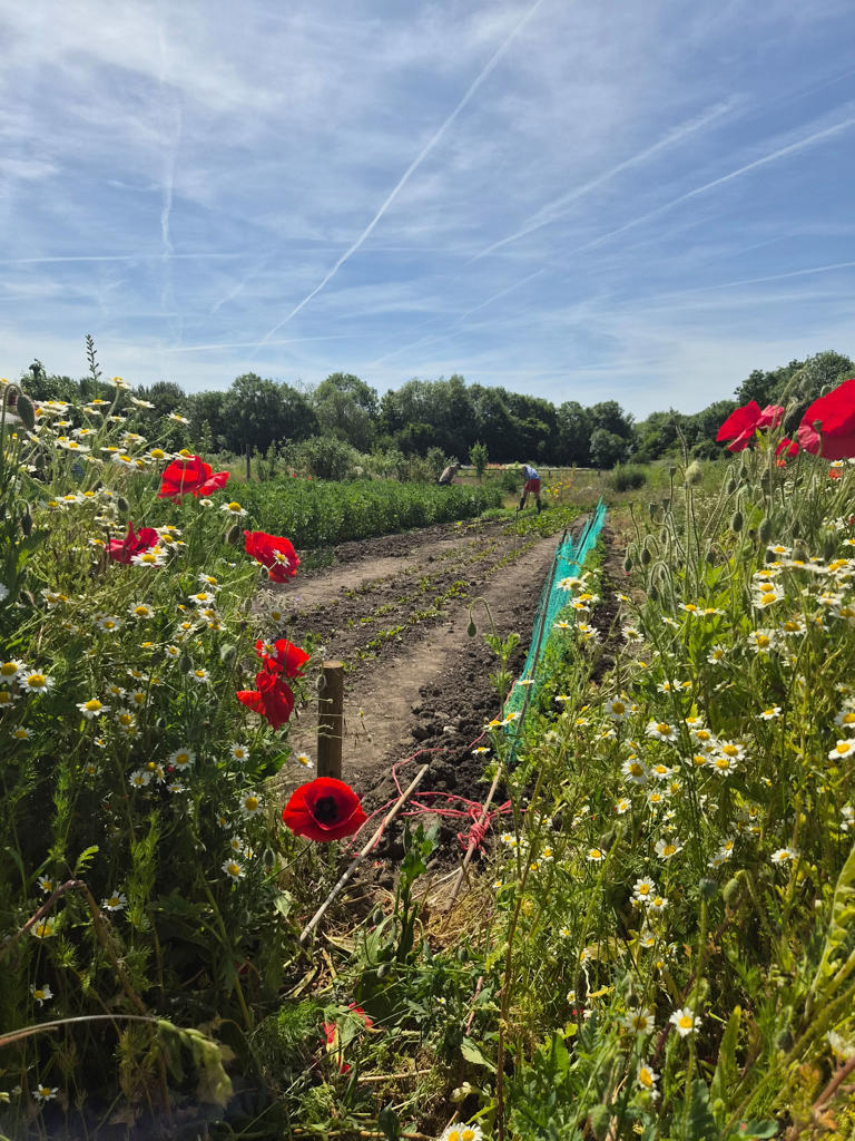 How British communities are building fairer local food systems
