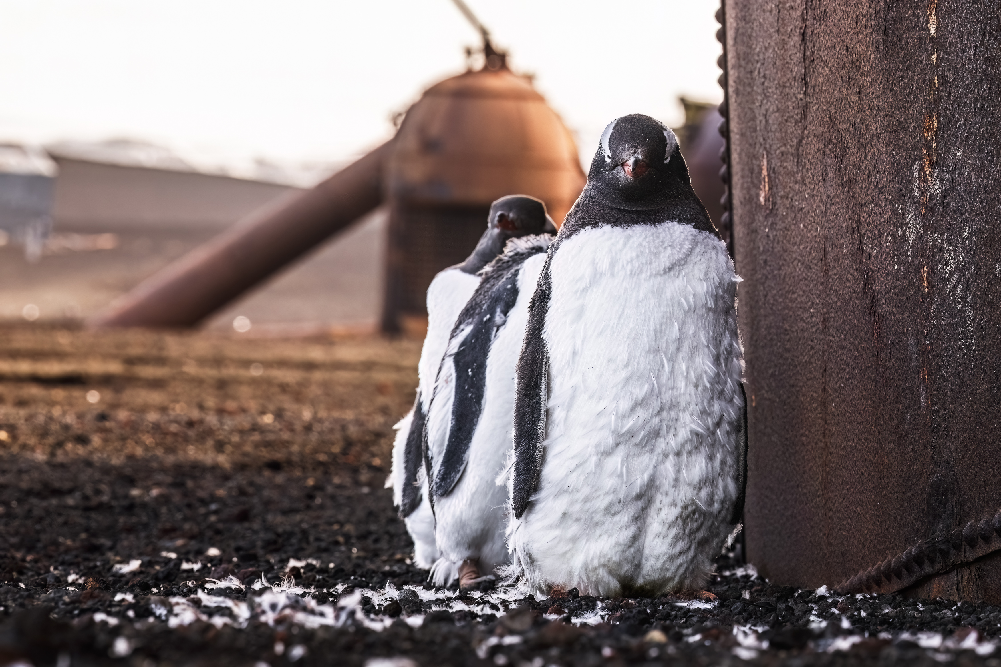 Inside an active Antarctic volcano, gentoo penguins are flourishing ...