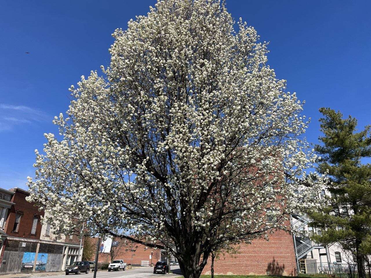 Bradford Pear Bounty initiative aims to restore native plants across ...