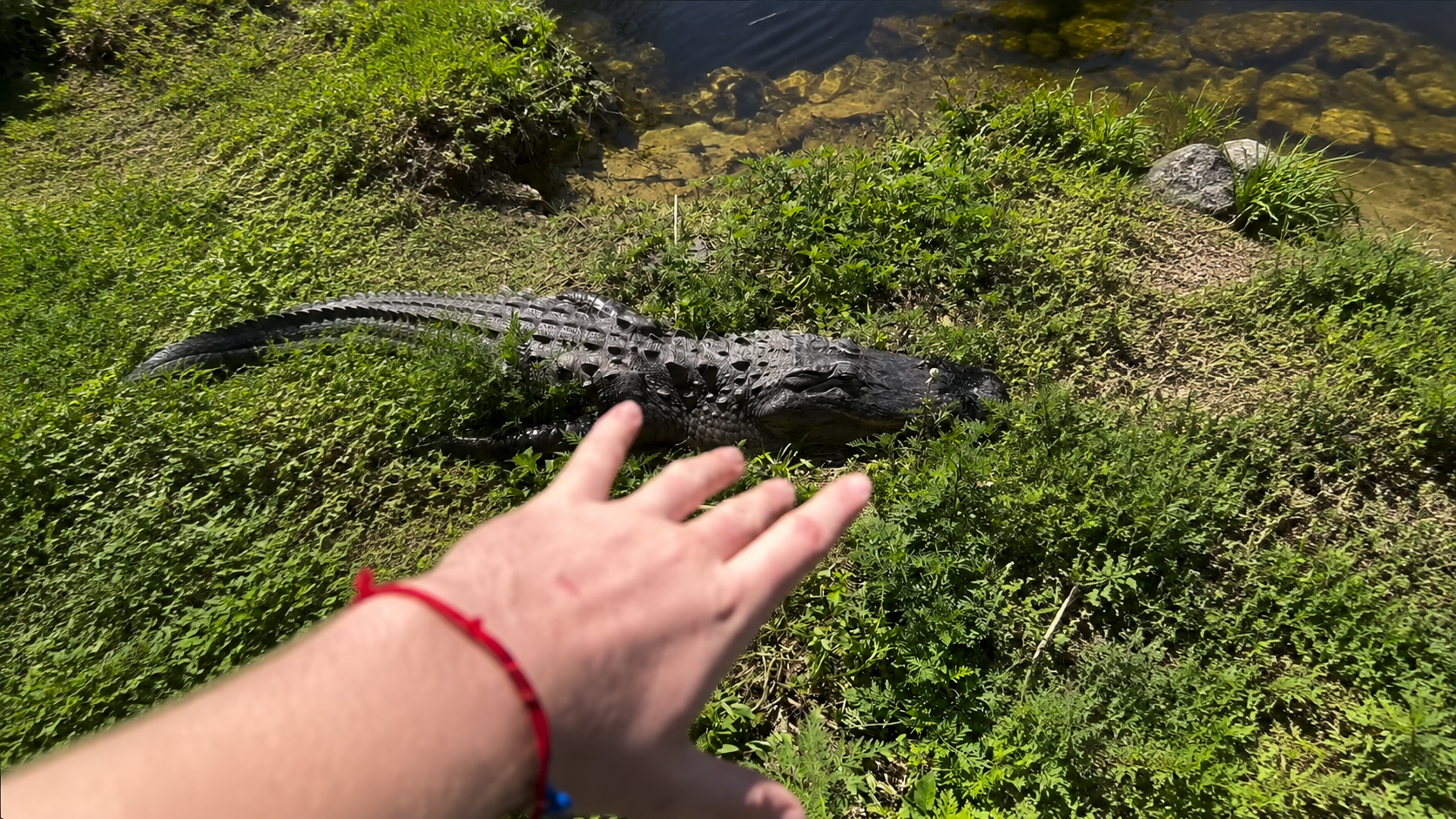 He leaned over the quiet bridge to look at the fish then realized the ...