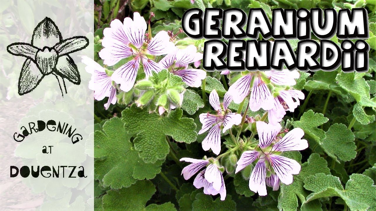 Growing geranium renardii with simple care tips