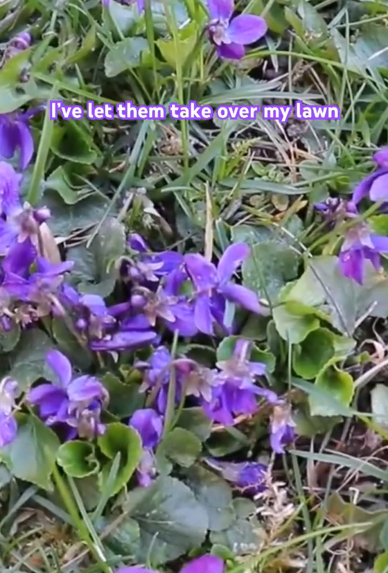 Wild violet harvesting and herbal tea