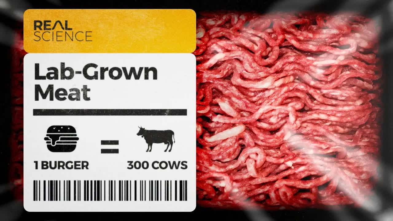 A pound of lab-grown meat can cost $10,000 - cow fetus serum is the ...