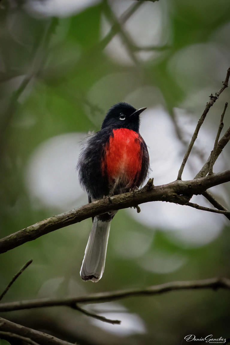 Rare mountain bird makes surprising detour to Southeast Texas coast