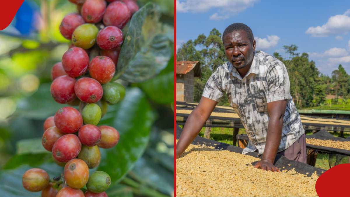 Kirinyaga retiree earns huge profits from coffee farming venture: 