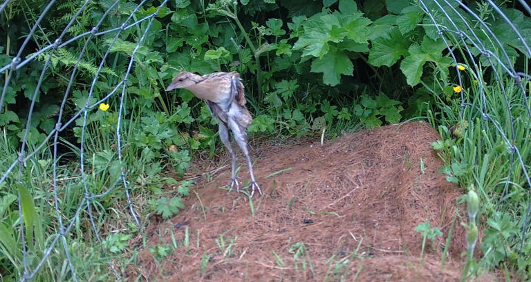 First images of corncrake chicks mark Rathlin conservation milestone